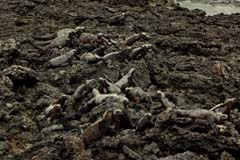 13_Galapagos_DSC05680