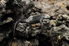 14_Galapagos_IMG_4836