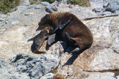 28_Galapagos_P1290809