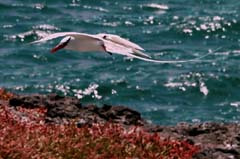 30_Galapagos_IMG_6694