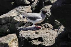 31_Galapagos_IMG_6775