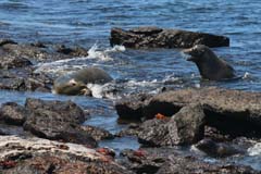 40_Galapagos_IMG_7011