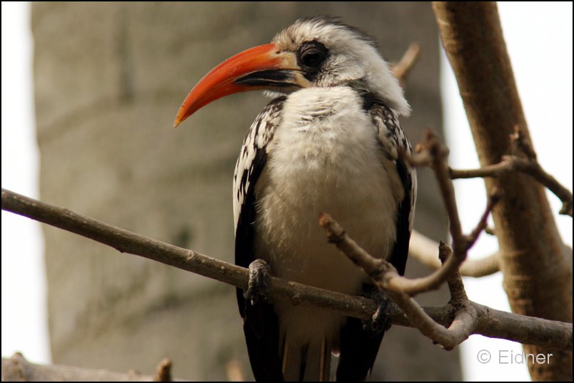 108_IMG_0177_Rotschnabeltoko