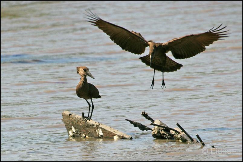 121_img8806_Hammerkopf