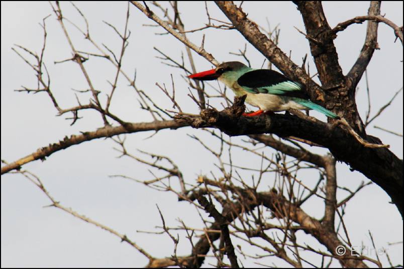 123_IMG_0192_Zuegelliest