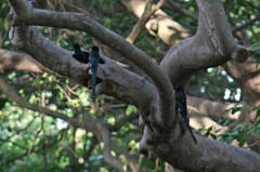 107_R1_9900_Baumhopf