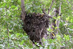 122_IMG_0222_Hammerkopf