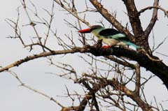 123_IMG_0192_Zuegelliest