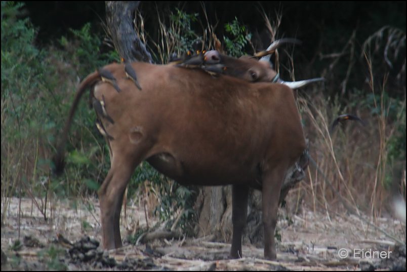 204_IMG_0036_Madenhacker