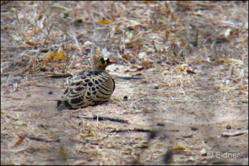 205_IMG_9965_Buschflughuhn