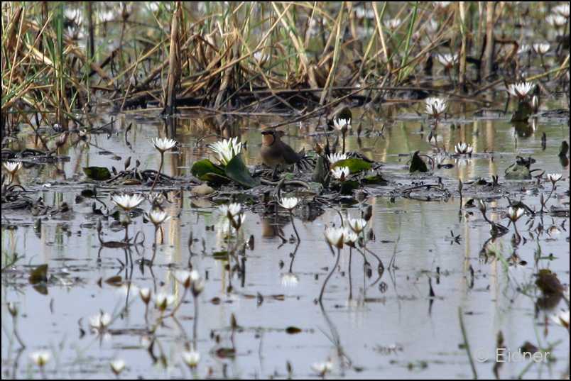 214_IMG_0471_Rotflügel_Brachschwalbe