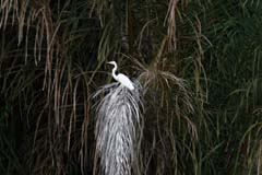 201_R1_9827_Silberreiher