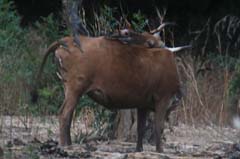 204_IMG_0036_Madenhacker