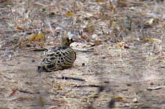 205_IMG_9965_Buschflughuhn