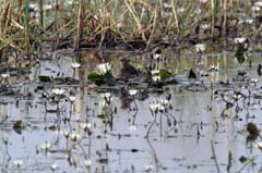 214_IMG_0471_Rotflügel_Brachschwalbe