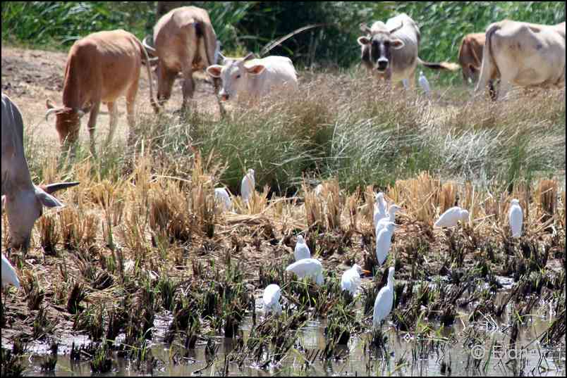 304_CD_448_270_Kuhreiher