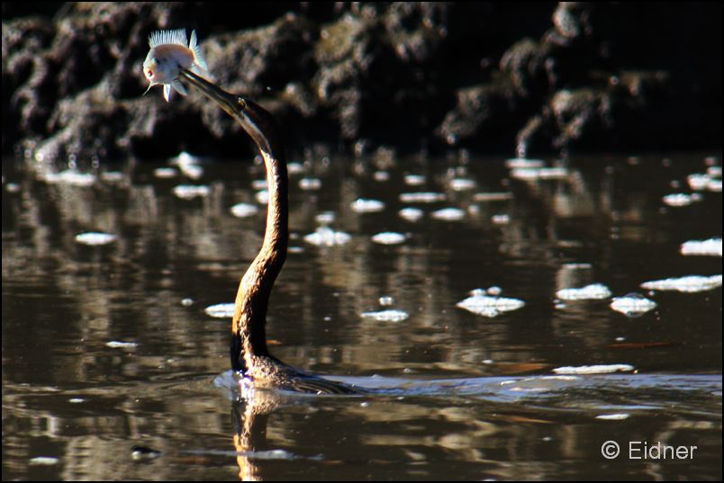 318_R2_8570_Afr_Schlangenhalsvogel_V2