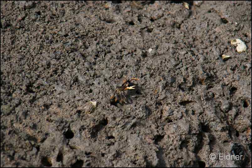 326_R3_0319_Winkerkrabbe