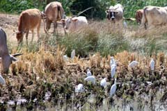 304_CD_448_270_Kuhreiher