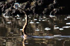 318_R2_8570_Afr_Schlangenhalsvogel_V2