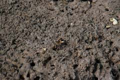 326_R3_0319_Winkerkrabbe