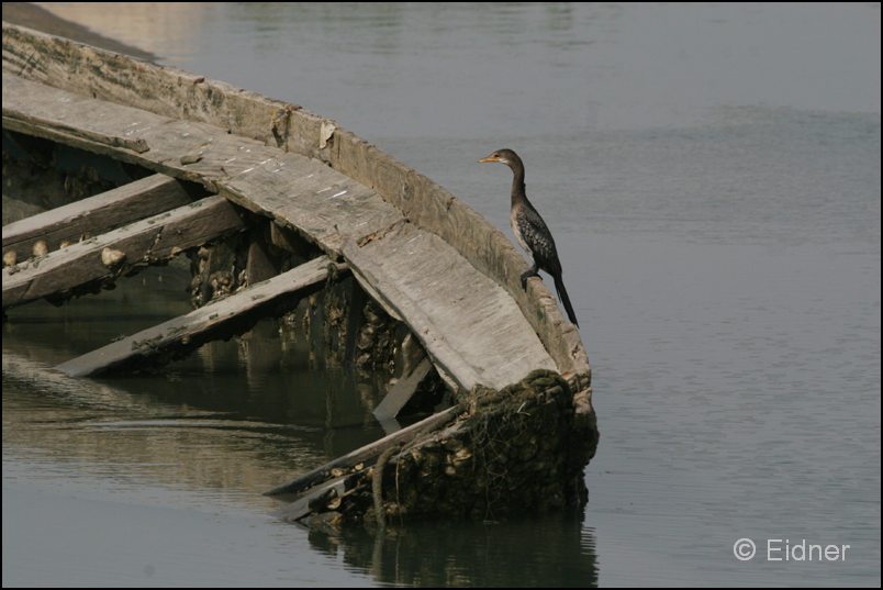 402_R3_0004_Riedscharbe