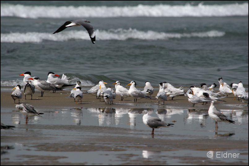 404_IMG_9954_Rueppel_Graukopf