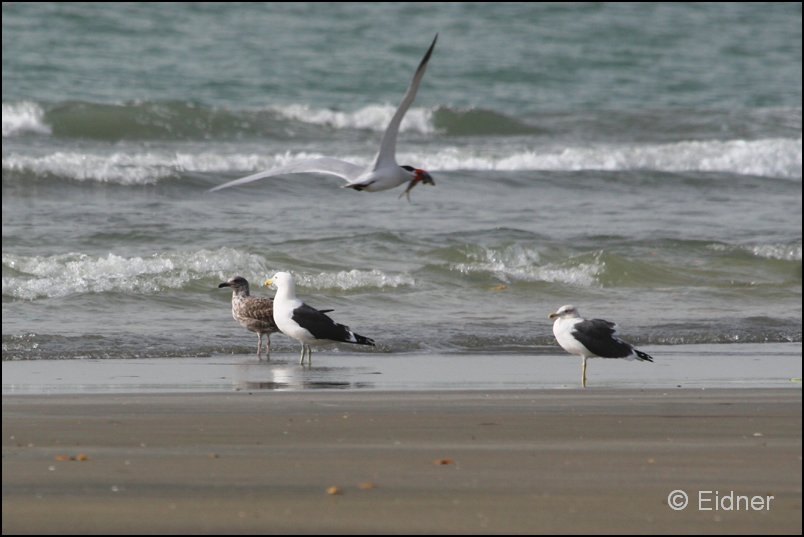 407_IMG_0034_Dominikanermoewe_Beine_Raubsee_Fisch