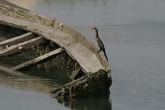 402_R3_0004_Riedscharbe