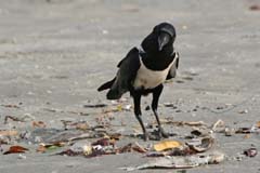 403_IMG_0101_Schildrabe