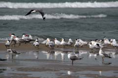 404_IMG_9954_Rueppel_Graukopf