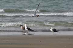 407_IMG_0034_Dominikanermoewe_Beine_Raubsee_Fisch