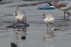 410_IMG_0619_Graukopfmoewe_und xyz