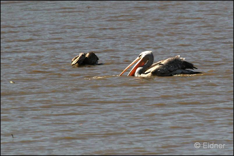 501_IMG_8895_Roetelpelikan