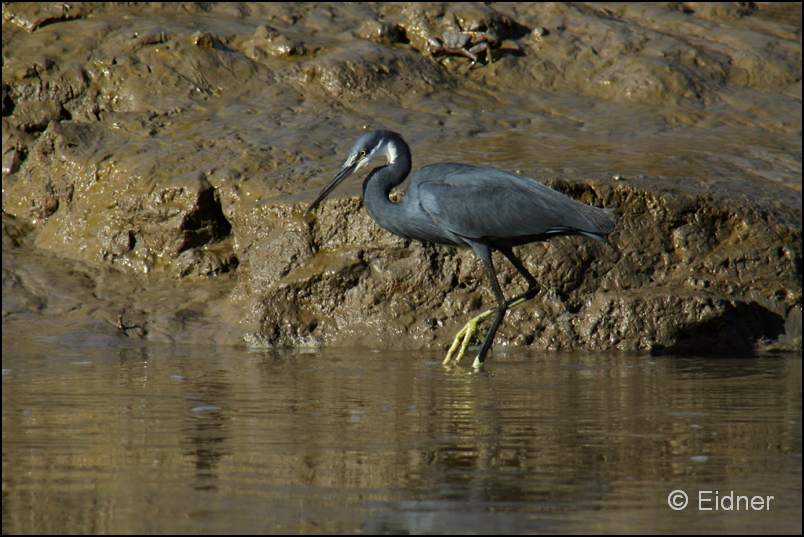 502_IMG_8422_Kuestenreiher