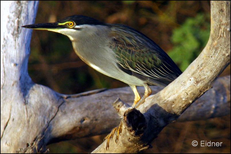 503_IMG_6696_Mangrovereiher