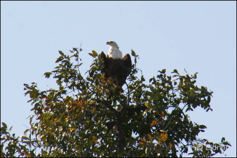 504_IMG_6204_Schreiseeadler