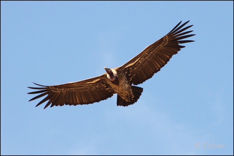 505_CD_448_175_Kappengeier