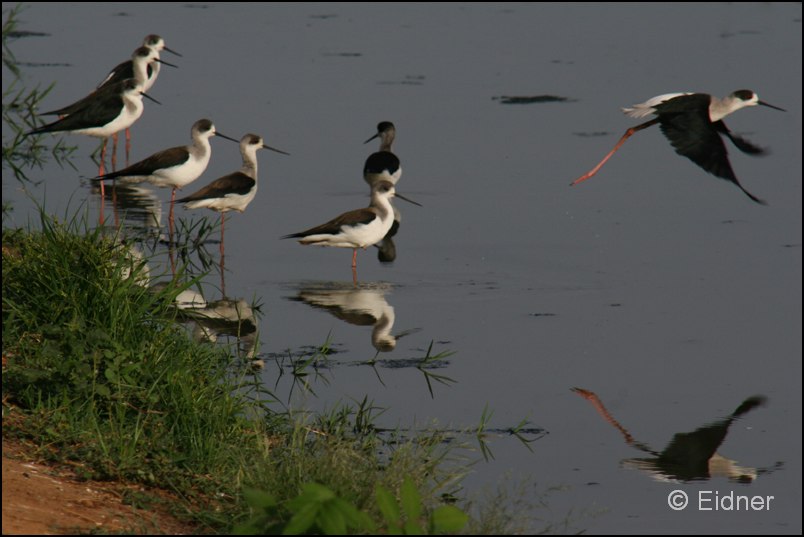 507_IMG_0839_Stelzenlaeufer