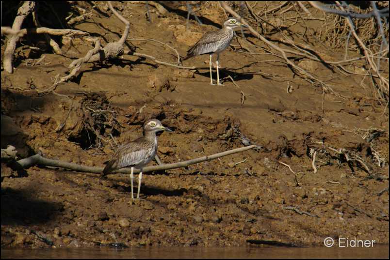 508_IMG_6245_Senegaltriel