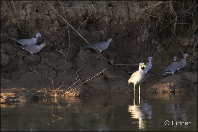 510_IMG_6557_Senegalkiebitz_Roeteltaube