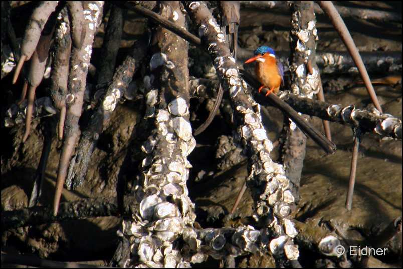 513_IMG_7069_Haubenzwergfischer