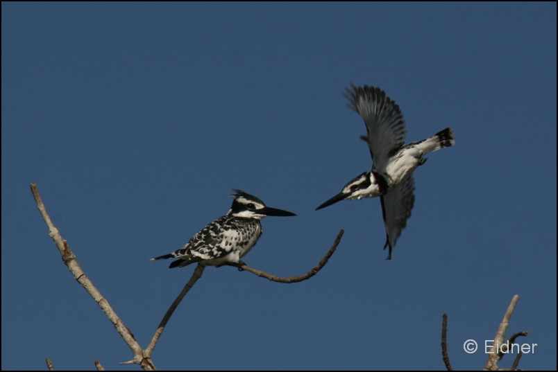 514_IMG_8348_Graufischer_Montage