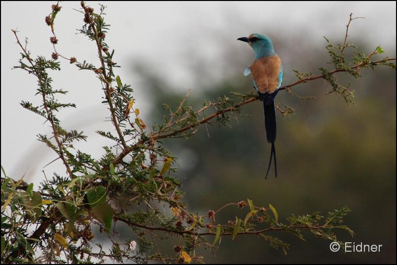 515_IMG_0268_Senegalracke