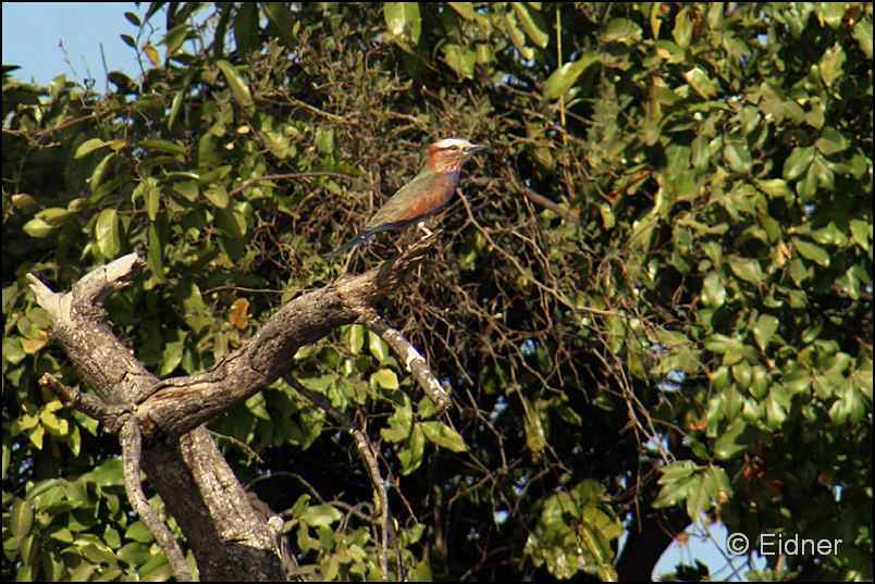 516_IMG_6331_Strichelracke