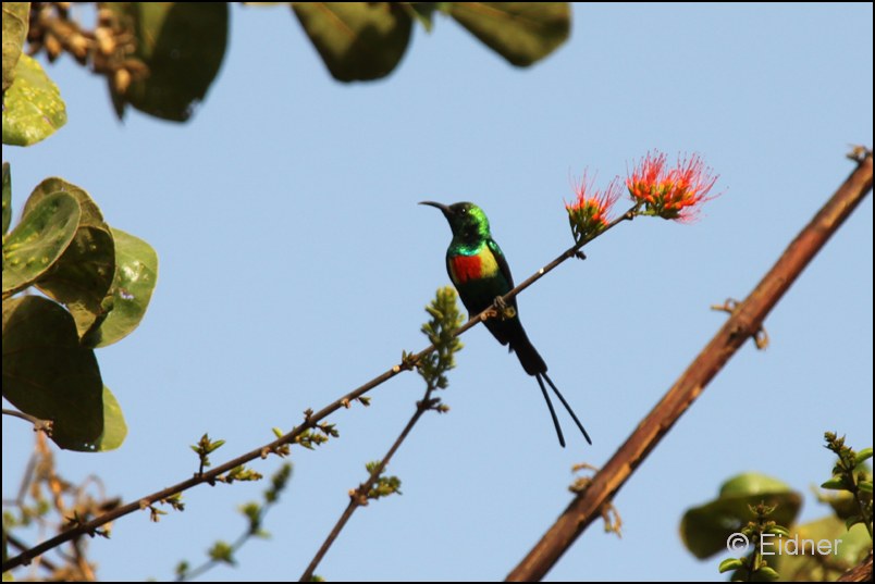 519_CD_450_016_Elfennektarvogel