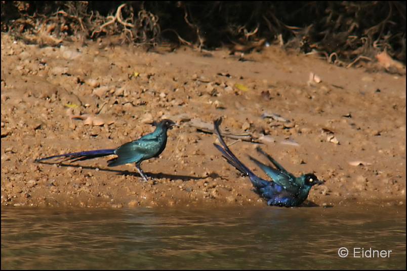 520_IMG_6279_Langschwanzglanzstar_nu