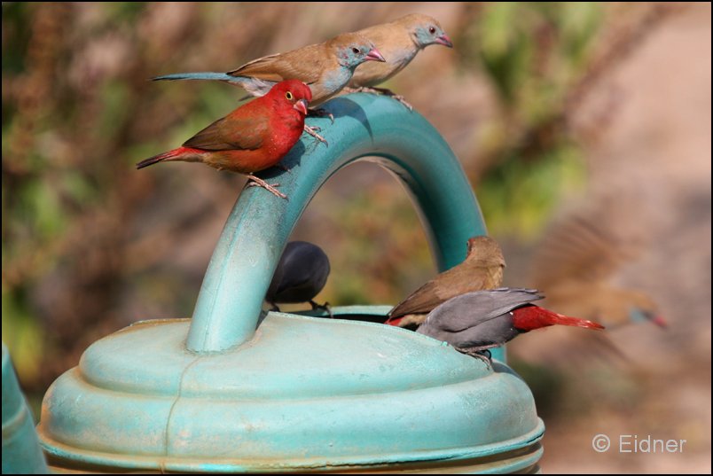 522_IMG_0198_Senegalamarant