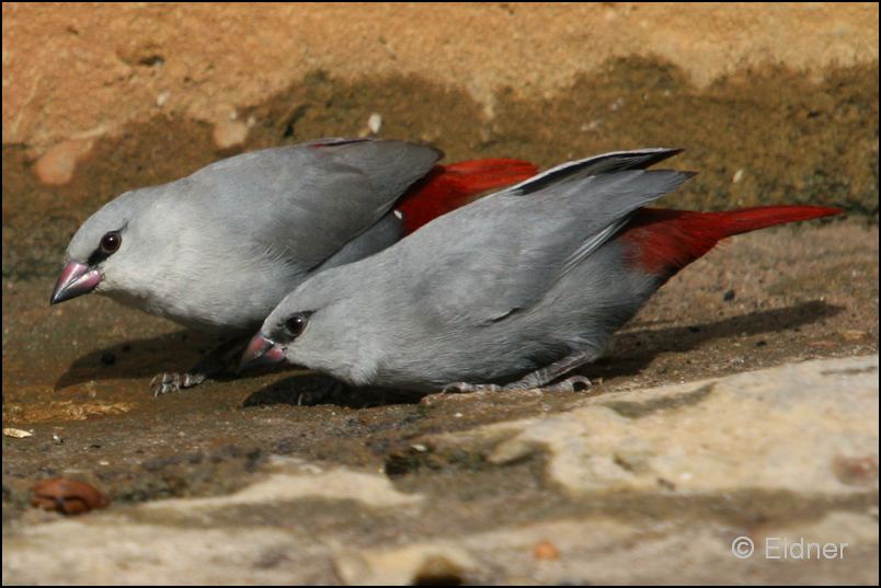 523_IMG_0177_Schoenbuerzel