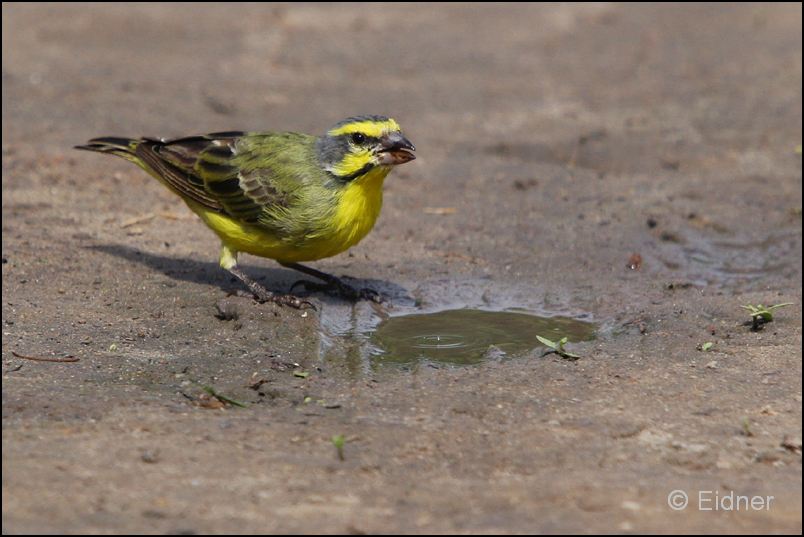 526_IMG_0352_Mosambikgirlitz